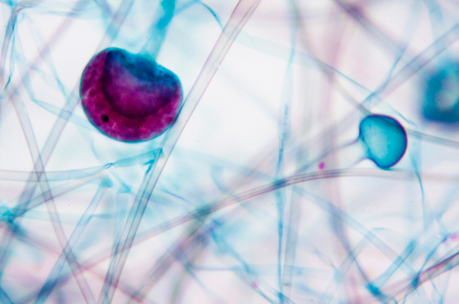 Microscopie